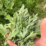 The hand of a massage therapist springhouse holding a bunch of Mugwort herbs against a blurred green background.