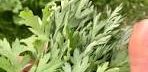 Moxibustion Massage Treatment A sprig of fresh, green cilantro with delicate, feathery leaves.